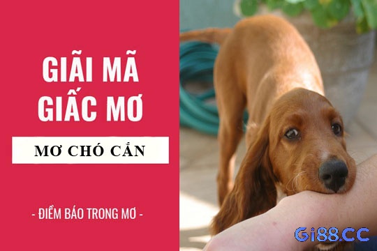 Cùng gi88 tìm hiểu mộng nằm ngủ mơ thấy chó cắn tay có điềm báo