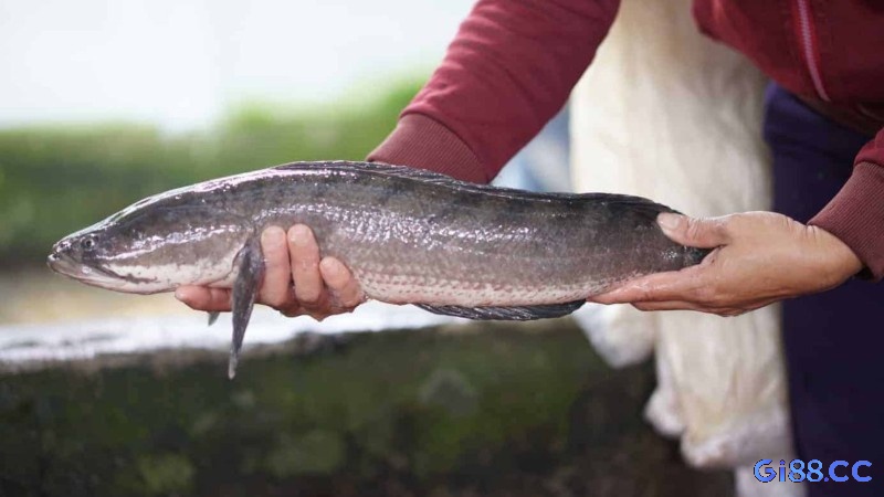 Chiêm bao thấy cá lóc báo hiệu đề thủ có thể nhận được tin vui từ một người thân thiết