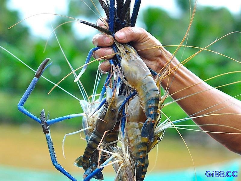 Mơ thấy tôm đánh đề con gì là câu hỏi bàn đề được nhiều anh em lô thủ đặt ra