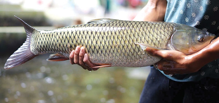 Nằm mơ bắt được cá trắm đánh đề con gì? Bắt cá là có tiền?