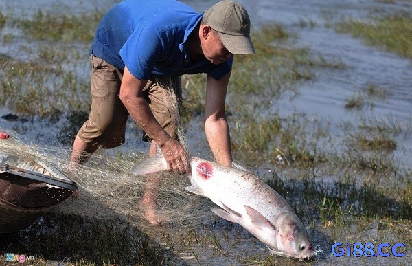 Mơ thấy mình bắt cá cho thấy đề thủ sắp có những cơ hội mới trong công việc