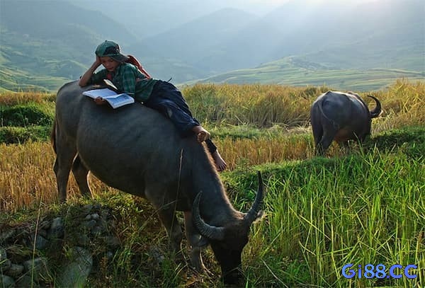 Mơ dắt trâu ra đồng cho thấy đề thủ đang đứng trước nhiều lựa chọn trong cuộc sống