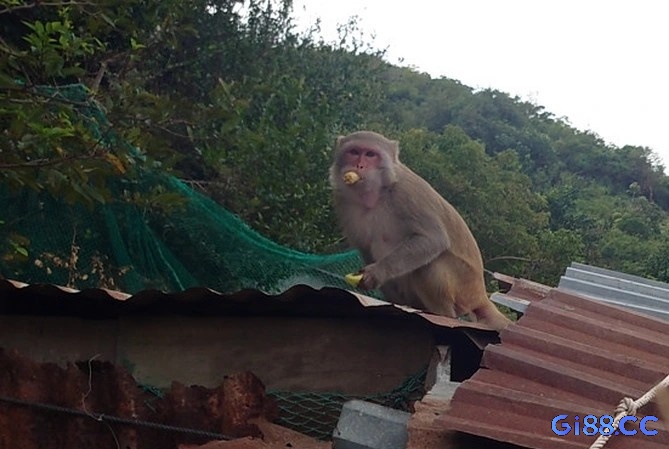 Mơ thấy khỉ vào nhà là tín hiệu đề thủ sắp gặp được người đặc biệt 